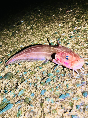 ゴンズイの釣果