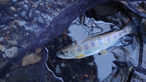 アマゴの釣果