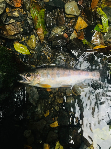 ヤマメの釣果