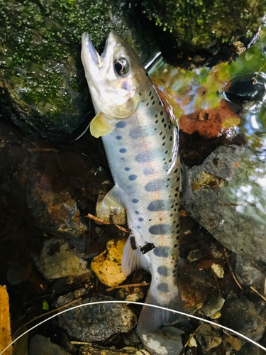 ヤマメの釣果