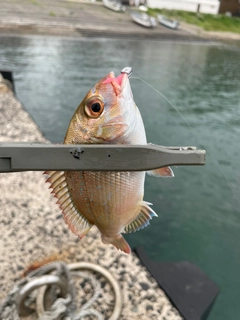 タイの釣果