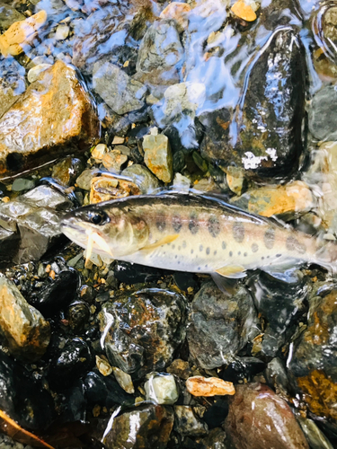 ヤマメの釣果