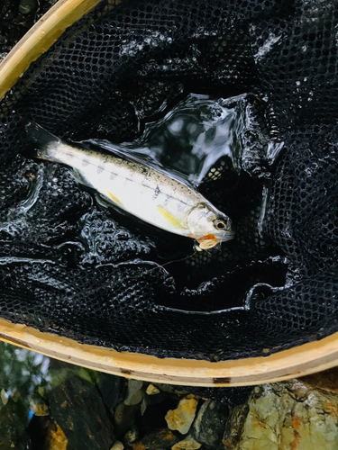 ヤマメの釣果