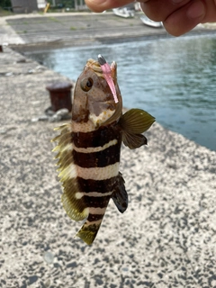 アオハタの釣果