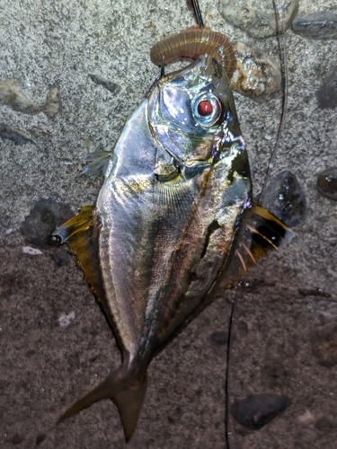 ヒイラギの釣果