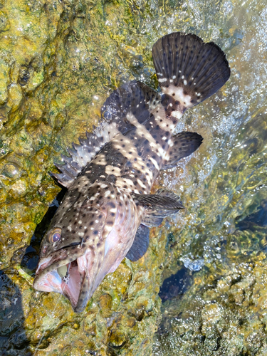 ヤイトハタの釣果