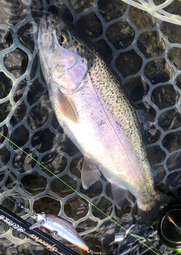 ニジマスの釣果