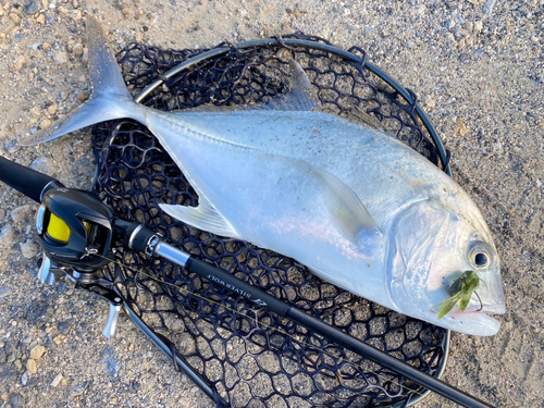 ロウニンアジの釣果