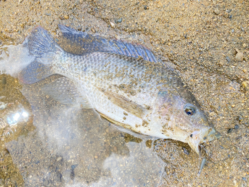 ティラピアの釣果