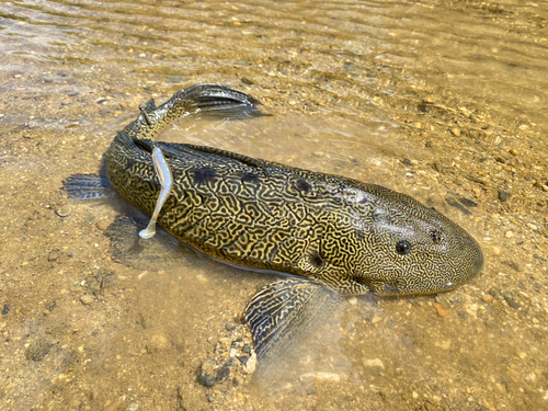 釣果