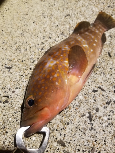 アコウの釣果