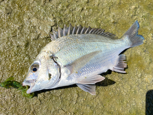 ミナミクロダイの釣果