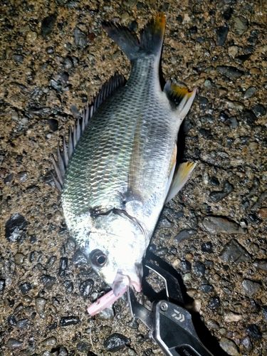 キビレの釣果