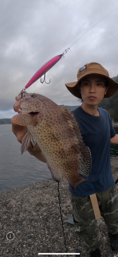 オオモンハタの釣果