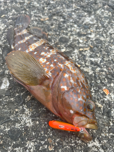 キジハタの釣果