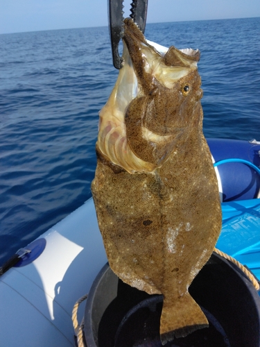 ヒラメの釣果