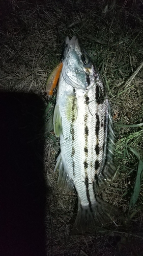 コトヒキの釣果