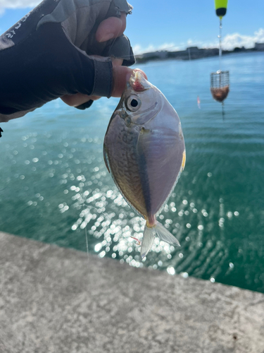 シマヒイラギの釣果