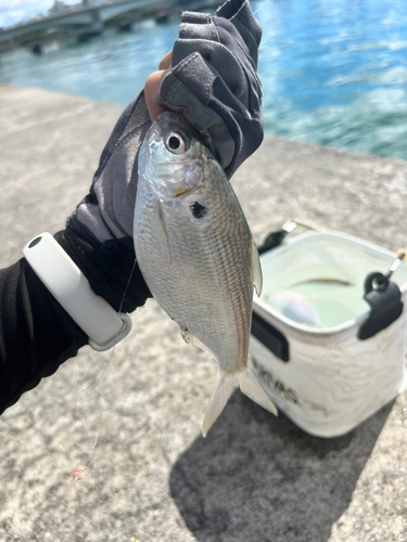 リュウキュウドロクイの釣果