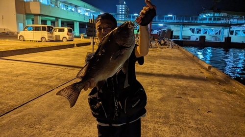 コロダイの釣果