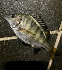 クロダイの釣果