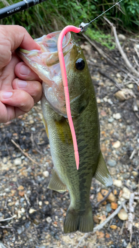 ラージマウスバスの釣果