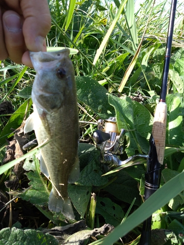 ラージマウスバスの釣果