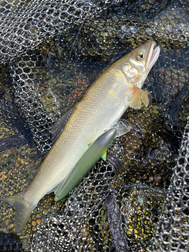 アユの釣果