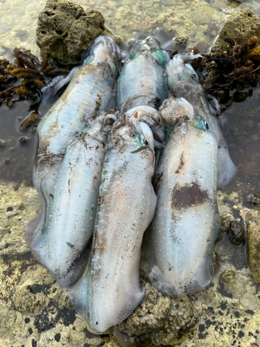 アオリイカの釣果