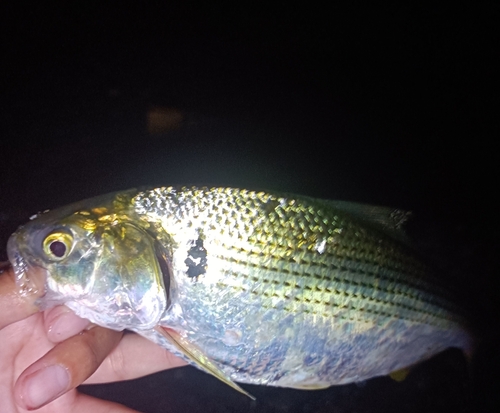 コノシロの釣果