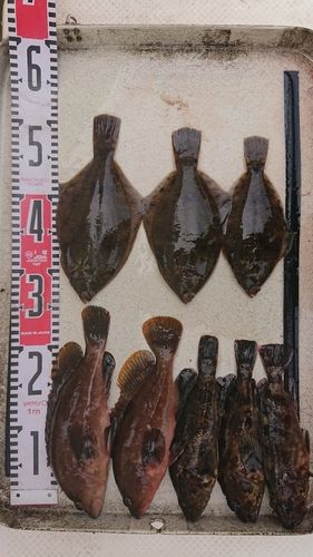 カレイの釣果