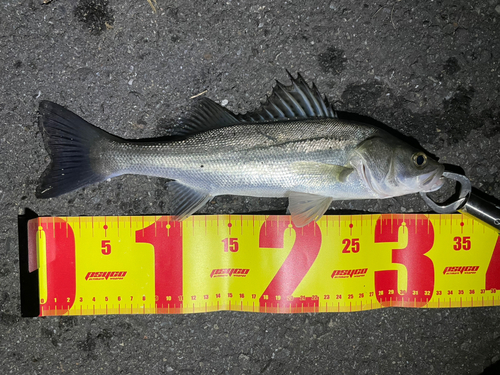 シーバスの釣果