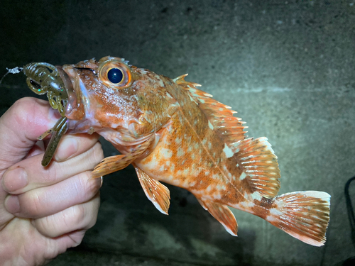 カサゴの釣果