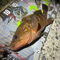 アコウの釣果