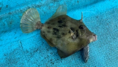 カワハギの釣果