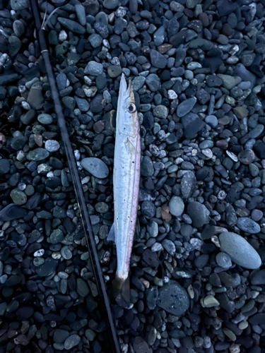 カマスの釣果