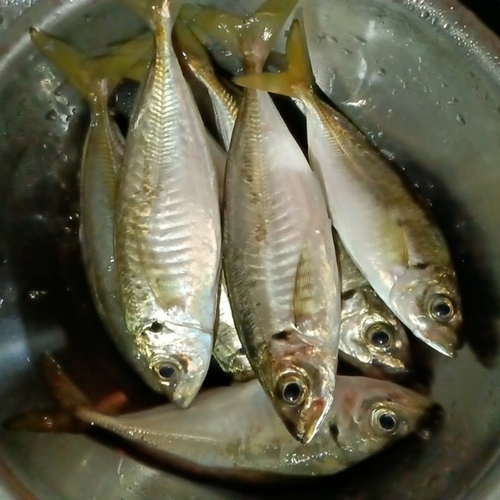 アジの釣果