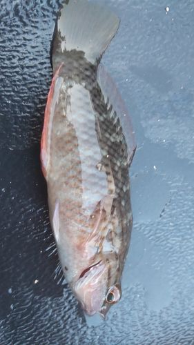 ホシササノハベラの釣果