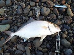 ショゴの釣果