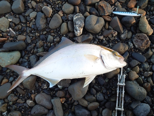 ショゴの釣果