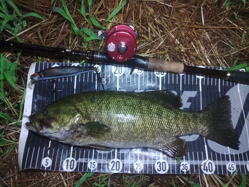 スモールマウスバスの釣果