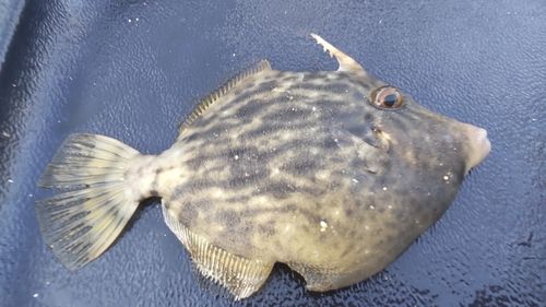 カワハギの釣果