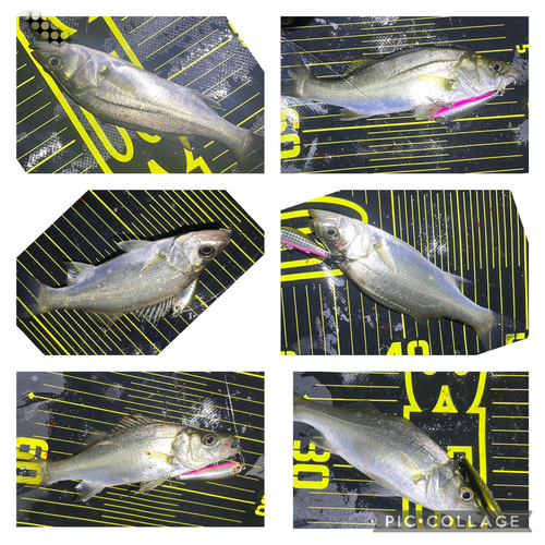 シーバスの釣果