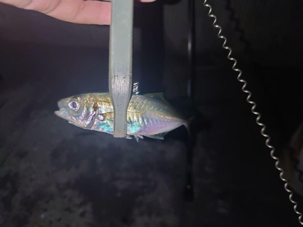 アジ