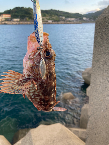 アラカブの釣果