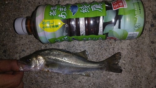 セイゴ（タイリクスズキ）の釣果