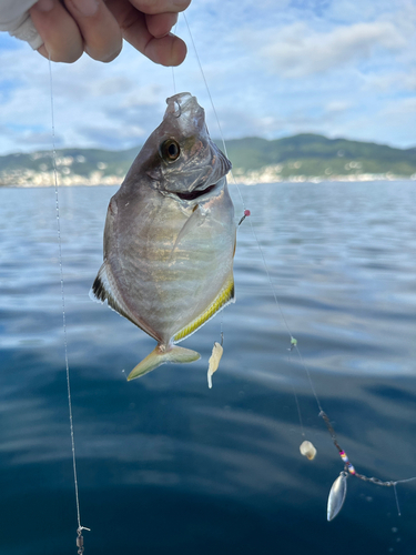 カイワリの釣果