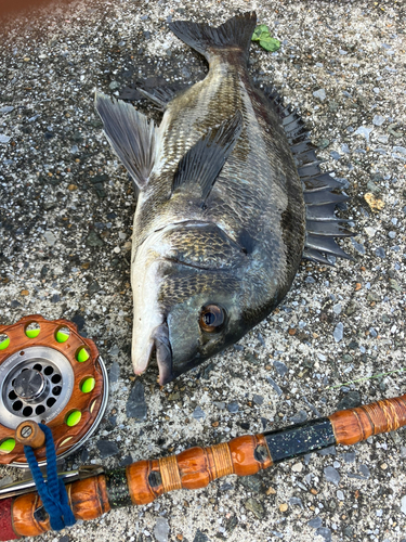 クロダイの釣果