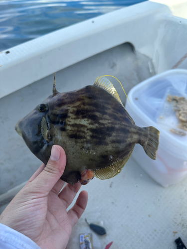 カワハギの釣果