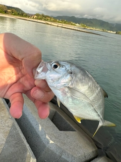 シマアジの釣果